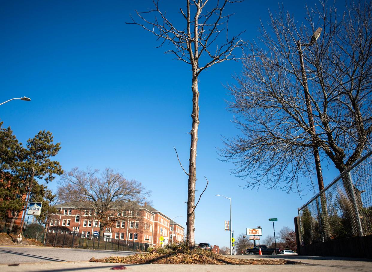 A tree grows along Main Street in Worcester.