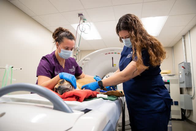 <p>BluePearl Blood Bank</p> A dog giving a blood donation at a BluePearl Pet Blood Bank location.