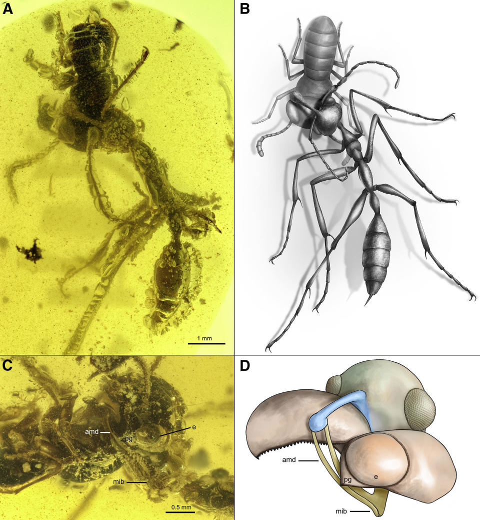 A 99-million-year-old amber fossil shows a hell ant getting ready to devour a now-extinct insect related to the modern day cockroach. (DOI: https://doi.org/10.1016/j.cub.2020.06.106). / Credit: Phillip Barden, Vincent Perrichot, Bo Wang