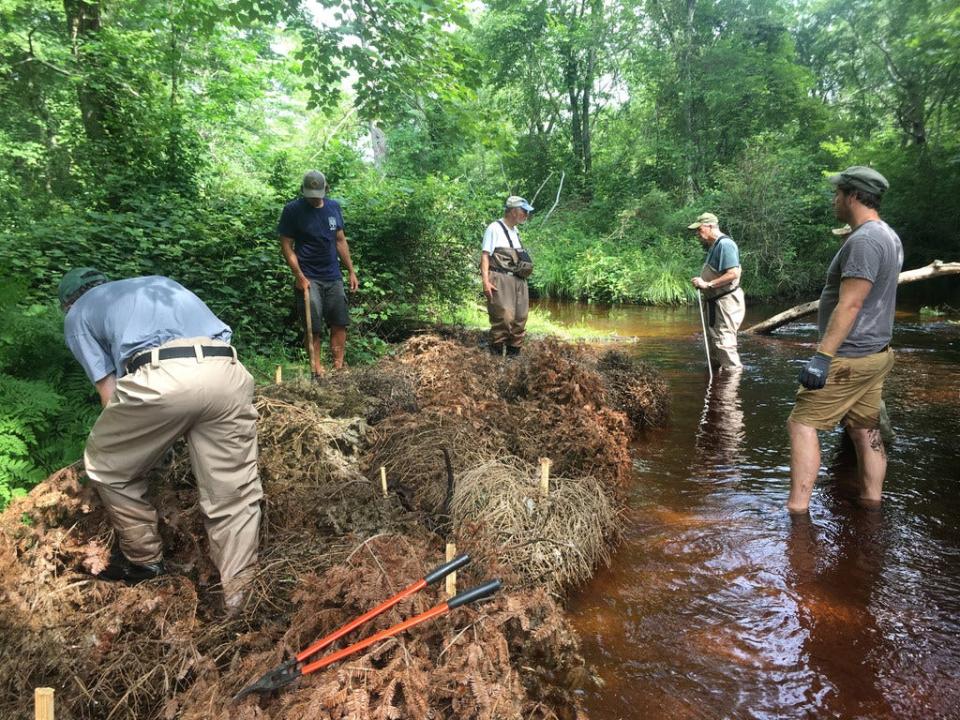 In this August 2019 photograph, Department of Environmental Management employees and members of the Trout Unlimited Narragansett Chapter 225 place donated Christmas trees along the bank of the Upper Falls River, just downstream from the Lawson Cary Access Point of the Wood River.