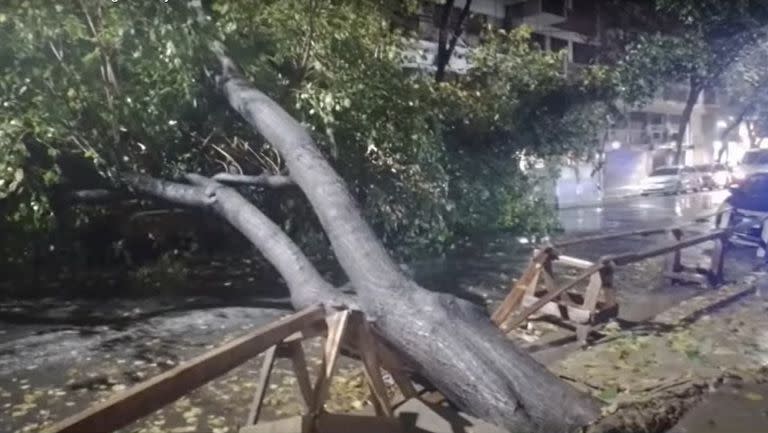 Cayó un árbol en Paraguay y Scalabrini Ortiz por el temporal