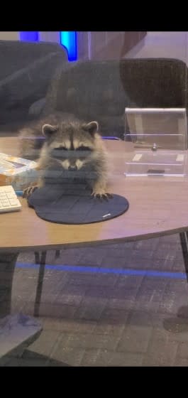 Two raccoons broke into a Redwood City Chase Bank Monday night, stealing almond cookies as their bounty.