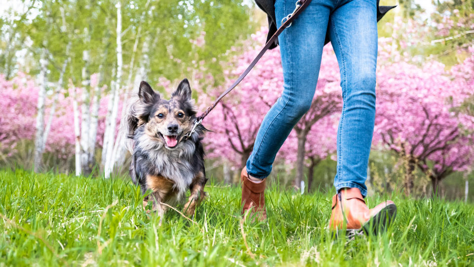 Dog running on leash with owner