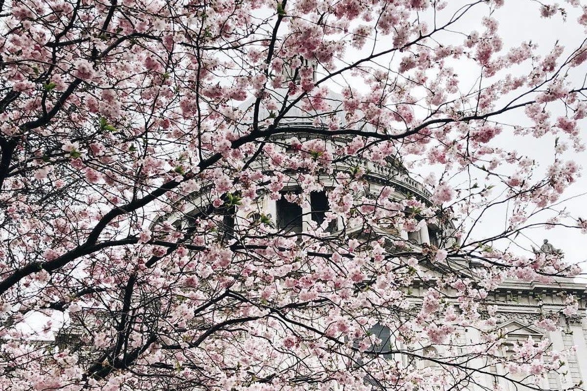 Sakura beauty: London is busy with cherry blossoms (@lukecabrahams)