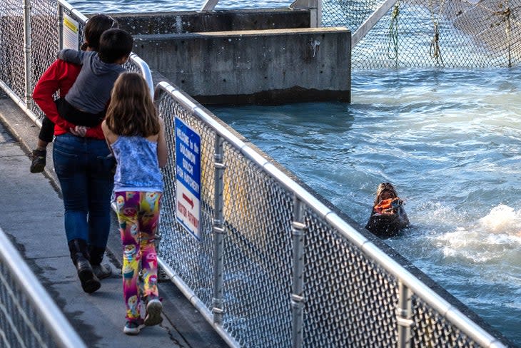 Family watches a Steller sea lion shread a salmon at the Solomon Gulch Fish Hatchery in Valdez, Alaska