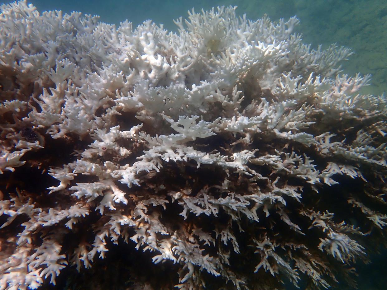 A colony of fire coral about five feet underwater in Dry Tortugas National Park in the Gulf of Mexico shows signs of bleaching from recent extreme water temperatures in this photo taken July 26, 2023 by coral research scientist Lauren Toth with the U.S. Geological Survey.