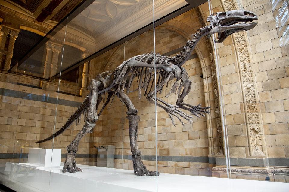 A mantellisaurus skeleton on display at the Natural History Museum. / Credit: The trustees of the Natural History Museum