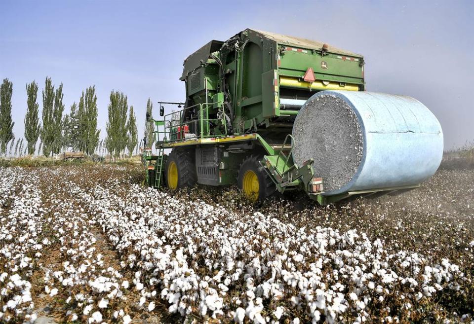 良好棉花發展協會（BCI）上海代表處曾向瑞士總部提交2份評估報告，指新疆不存在「強迫勞動」。圖為2019年10月，新疆沙雅縣古勒巴格鎮，大型採棉機正在進行機械化採摘。 （中新社）