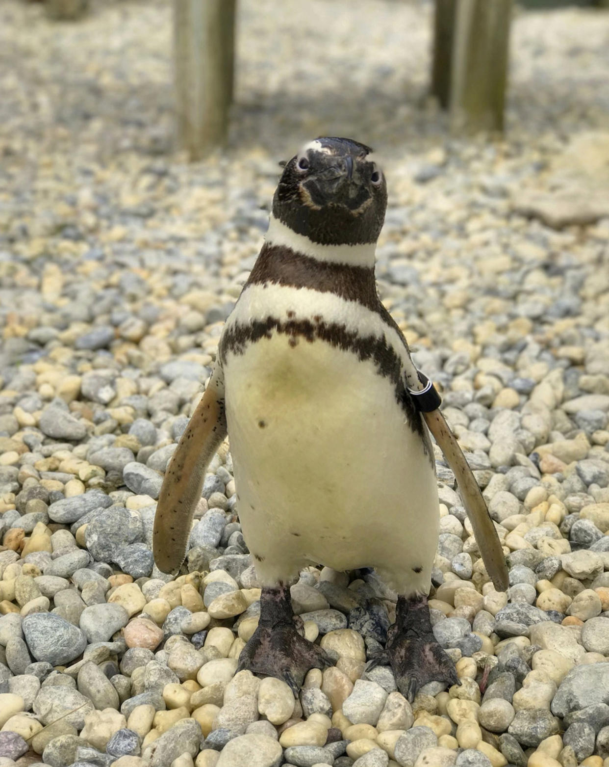 This undated photo released by the San Francisco Zoo & Gardens, shows, a male Magellanic penguin, called Captain EO, at the zoo in San Fransisco. The oldest Magellanic penguin at the San Francisco Zoo & Gardens — one of the oldest penguins living under human care anywhere in the world — died Wednesday, July 6, 2022, at the age of 40, the zoo reported. The species' average life expectancy is 20 to 30 years. (San Francisco Zoo & Garden via AP)