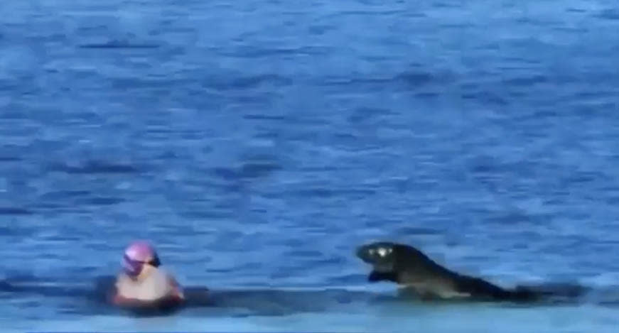 The 60-year-old woman was swimming at Kaimana Beach in Hawaii when she was attacked by a mother seal who'd recently given birth. Source: AP/KITV4