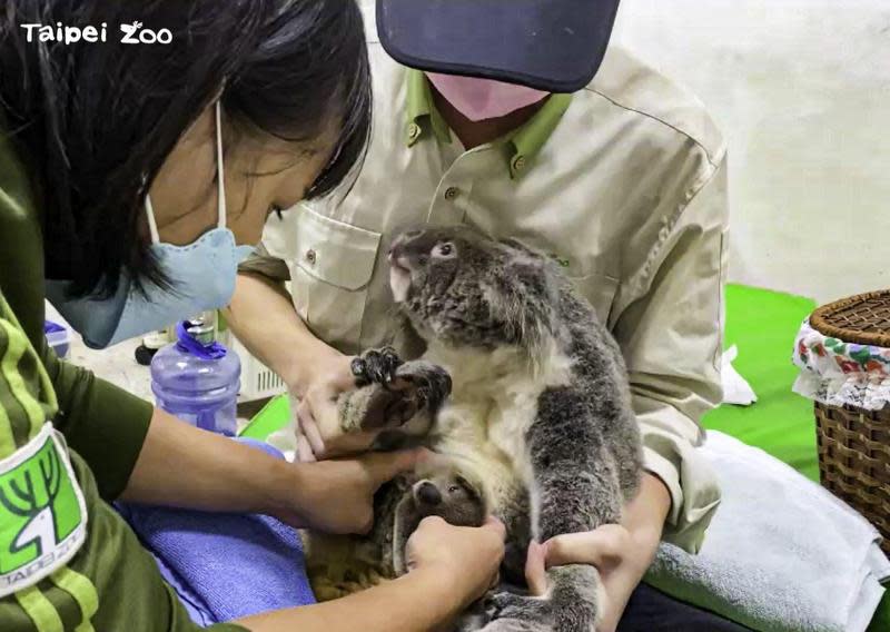 台北市立動物園的雌性無尾熊「Grace」近日被診斷出急性白血病，園方決定將其安樂死。（台北市立動物園提供）