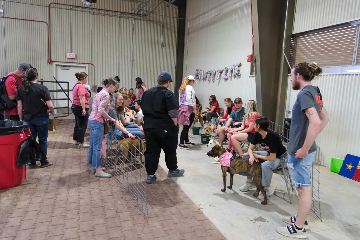 Dogs stand ready to greet prospective owners at the Texas Tech University School of Veterinary Medicine's "Barks and Recreation" event Saturday at Mariposa Station in west Amarillo.