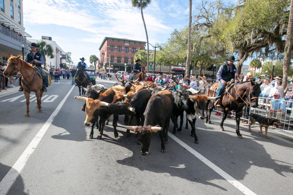 The annual cattle drive through downtown Ocala will be this weekend.