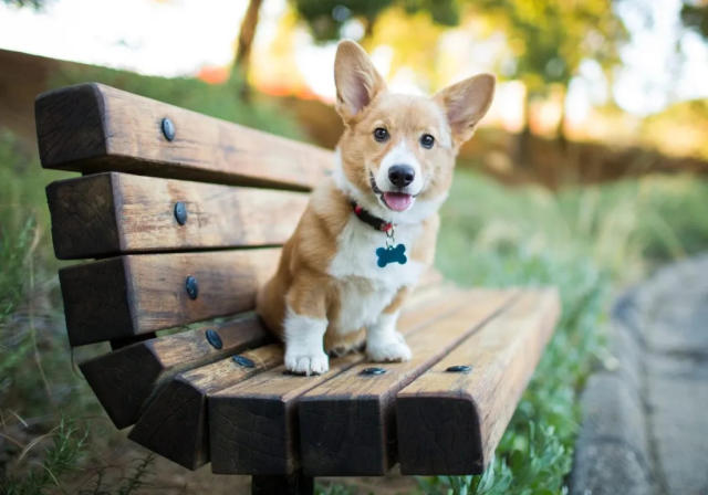 Corgi Puppies: Cute Pictures and Facts