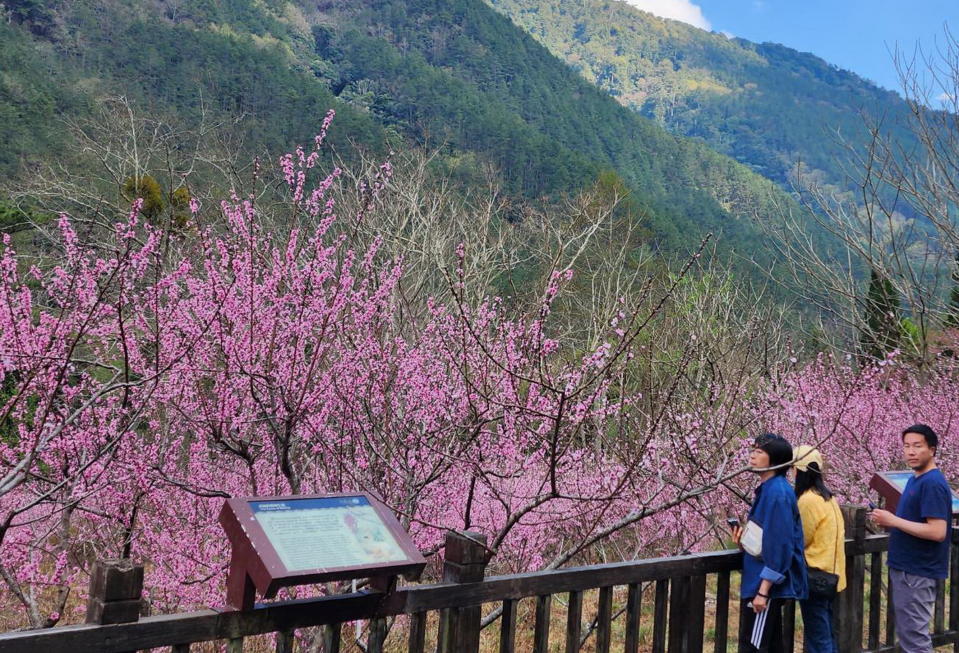 武陵農場種植桃樹面積廣達五點八公頃，現值粉紅色系桃花盛開，造就成片粉紅花海。（記者陳金龍翻攝）