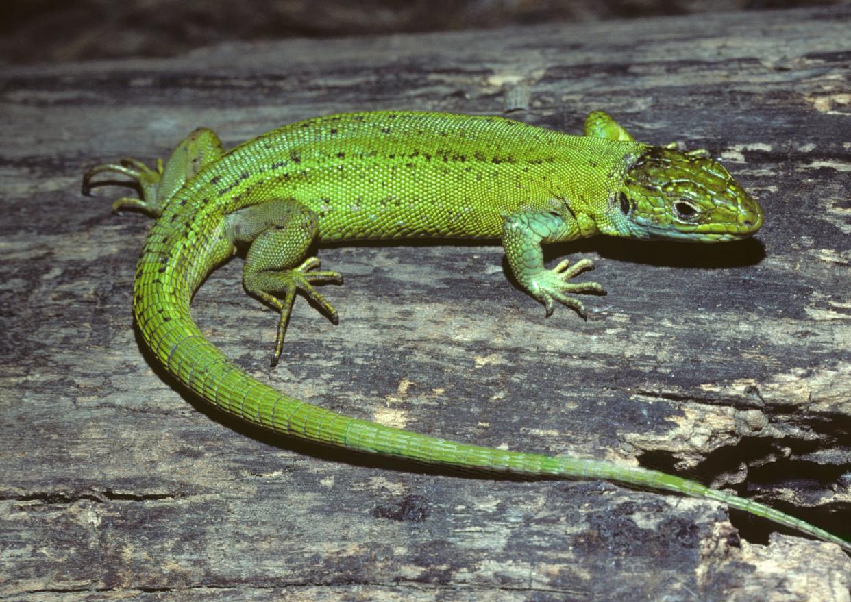 The western green lizard, a large, brightly colored lizard native to Europe, thrives in Topeka, Kansas, where it was introduced through the pet trade a half century ago. [Photo courtesy Suzanne L. Collins]