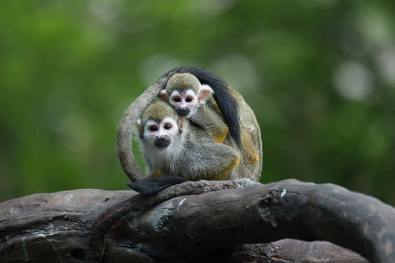 Squirrel monkeys at the newly renovated Bronx Zoo's Children's Zoo.