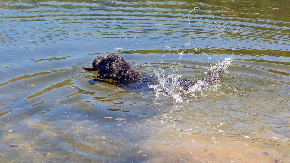 Dog swimming with stick