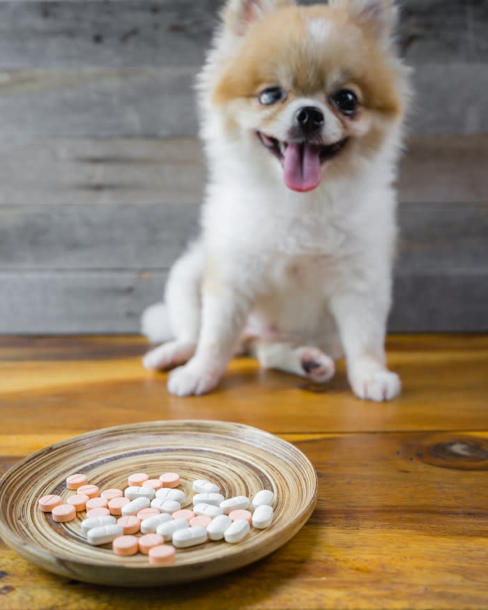 Pomeranian dog with plate of pills in front of him