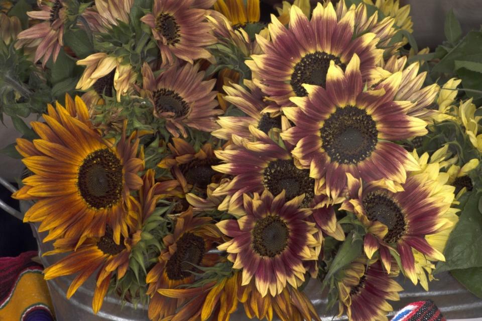 Sunflowers make cheery bouquets.