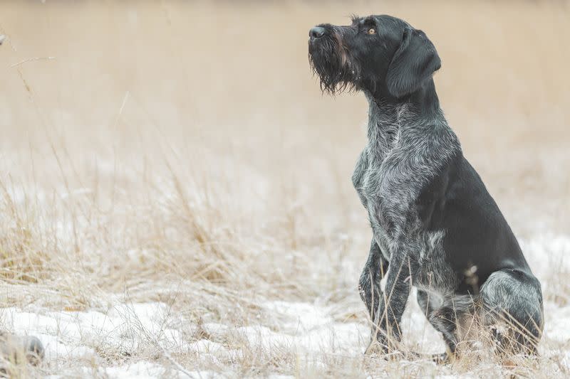 medium dogs german wirehaired pointer