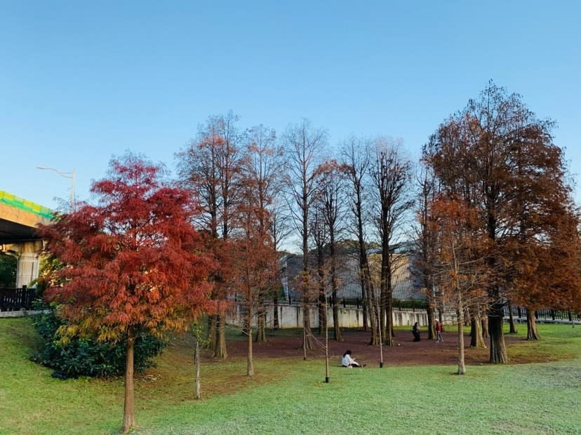 大湖公園搭捷運即可抵達，是交通相當便利的落羽松景點。 圖：IG@rain_design1224/攝影授權