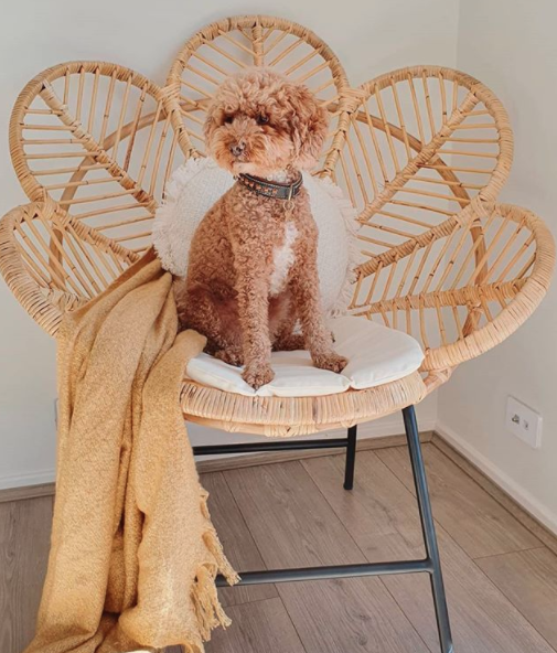 Cute dog sitting on a Bunnings chair