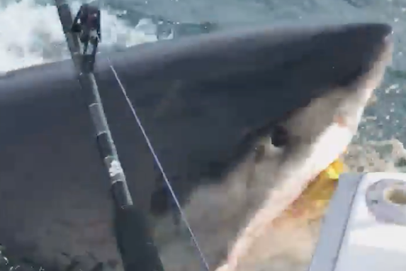 A man in New Jersey spotted a great white shark while out fishing on Monday - and caught the whole thing on camera.In what he called the “best day ever on the water,” boat captain Jeff Crilly lured the shark towards his boat, Big Nutz Required II, with a bag of food.The incident happened as Mr Crilly was sailing in the Manasquan inlet off the coast of New Jersey, known as the Jersey Shore, with his brother Scott.In a video later posted to Facebook, the shark leaps up to the boat, giving the two-man crew a shock.“We saw like v-waves, little ripples, in the back of the slick. We’re like – there’s something in there,” Jeff later told Pix 11. “The shark would be from tail, here at the end of the boat – it’s head would be inside the boat… easily.Despite the seemingly immediate danger, the brothers laughed and yelled “this thing is huge!” as the shark approaches them. The cheers veer into nerves, with a chorus of “Holy s***!” as the animal appears to get closer.Mr Crilly says he thinks the shark was about 16 to 18 feet long.“This is the coolest f****** thing I’ve ever seen!” the narrator of the video, presumed to be Mr Crilly, says as the shark leaps towards his boat. “Once in a lifetime.”Later, he told the Asbury Park Press "We've fished for sharks a lot and never seen anything like that.”“We were amazed by how big it was," he added.Last month, a great white shark was spotted in the nearby Long Island Sound. Those who spotted it said it was their first sighting of the animal “ever.”