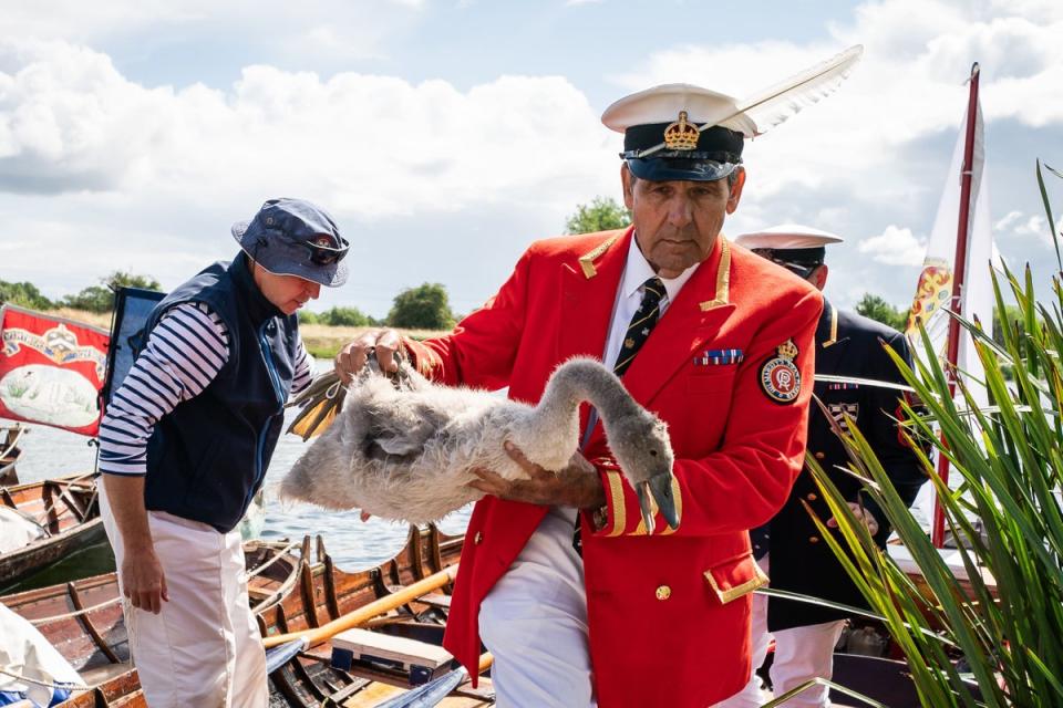 The first Swan Upping of King Charles’s reign in 2023 (PA Wire)