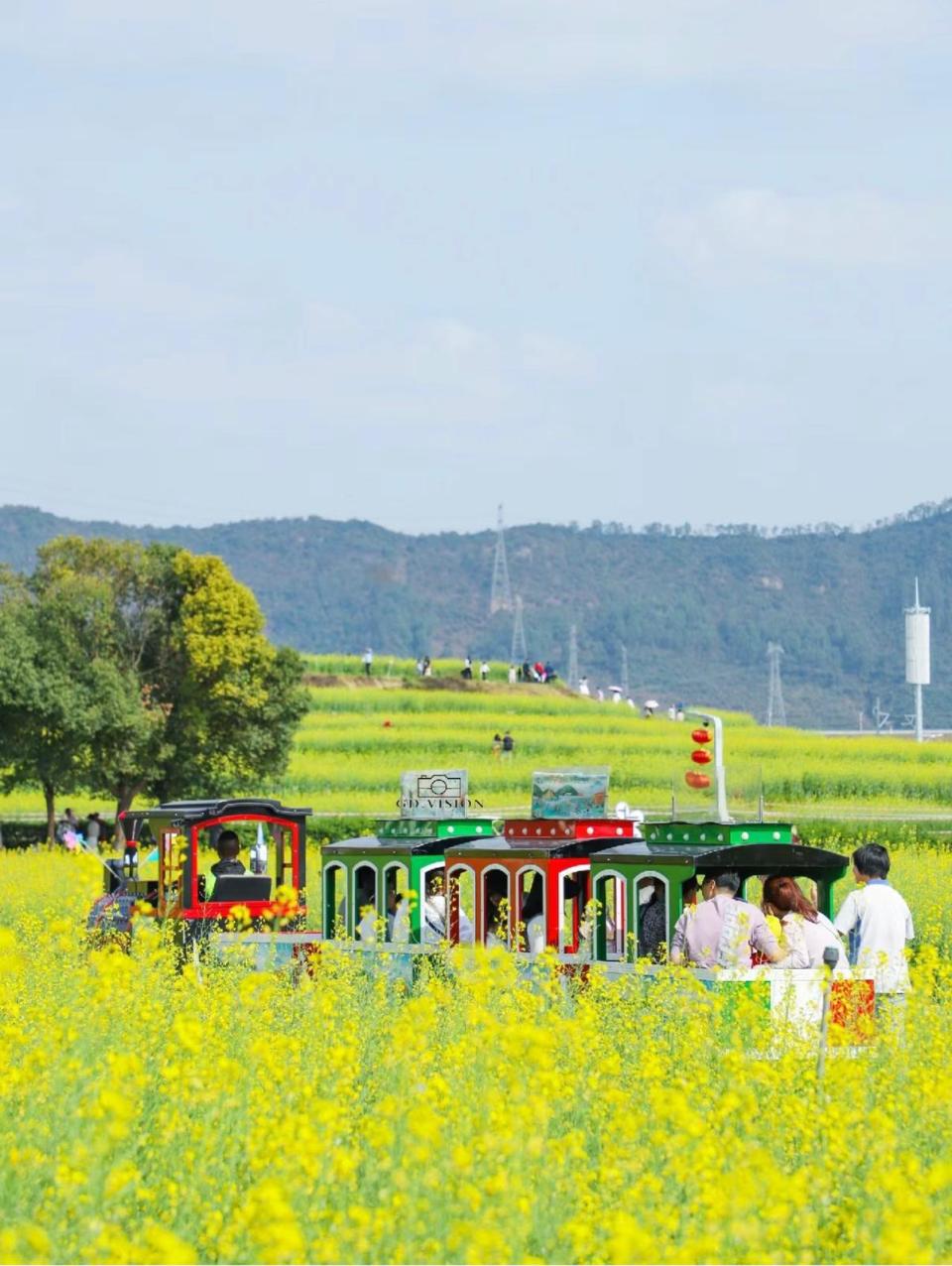 深圳賞花｜一文睇清各花花期及觀賞地 3月鬱金香、向日葵、黃花風鈴木 4月馬鞭草、泰國櫻花