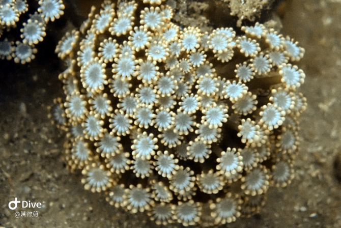 新北市貢寮龍洞的珊瑚蟲(相機：Olympus TG-5)