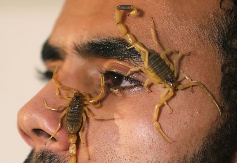 Mohamed Hamdy Boshta, 25-year-old, shows scorpions that he hunted on Egyptian deserts and shores, at his company Cairo Venom Company in Cairo