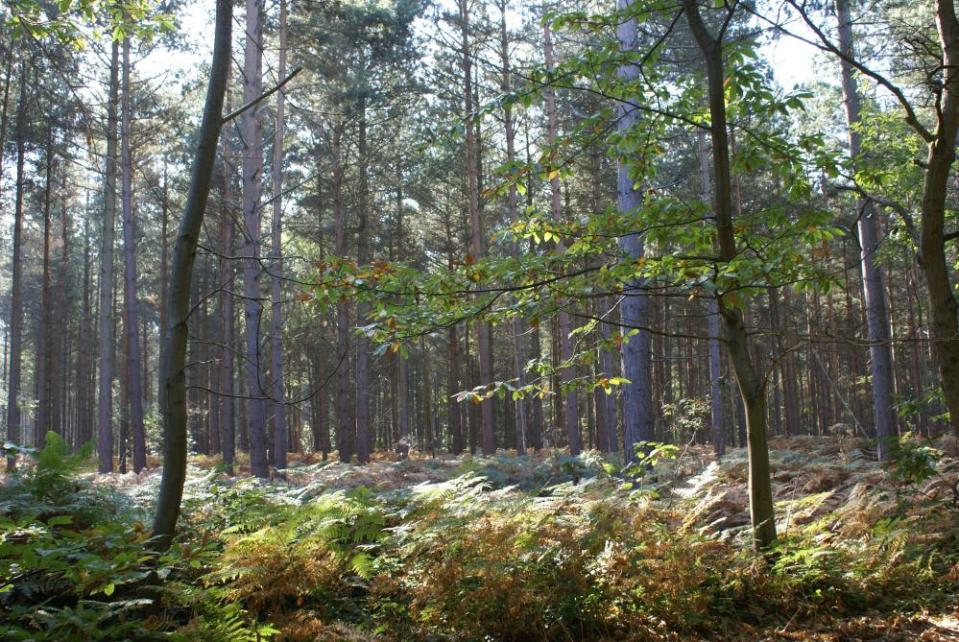 Blean Woods, Kent, site of a National Nature Reserve