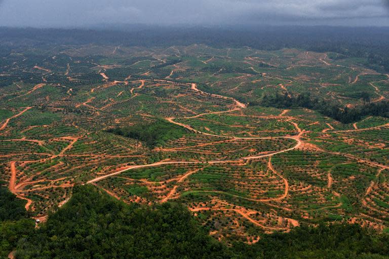 Conservationists are urging the Indonesian government to listen to business and start taking deforestation seriously after a major paper giant joined the growing ranks of companies pledging to stop clearing forests