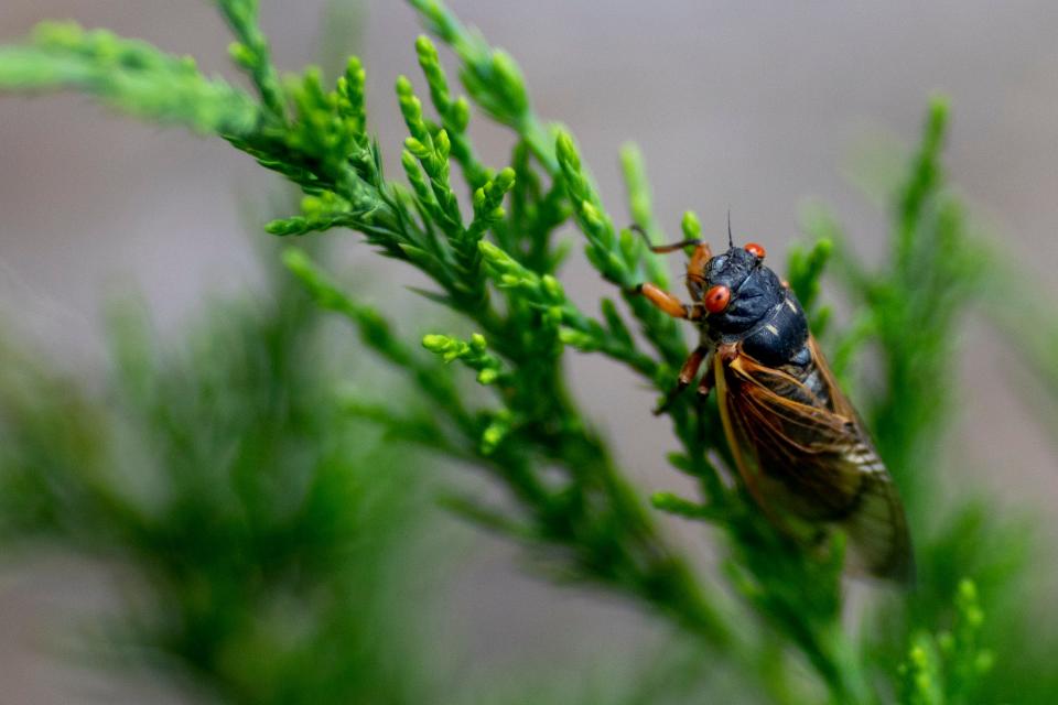 A Cicada from Brood X rests on an evergreen in West Price Hill on Wednesday, May 19, 2021. 