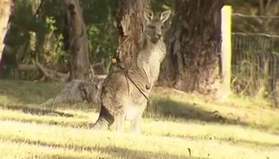 Kangaroo, Georgia, who was found shot with an arrow in Victoria is expected to recover fully after she underwent surgery. Source: 7 News