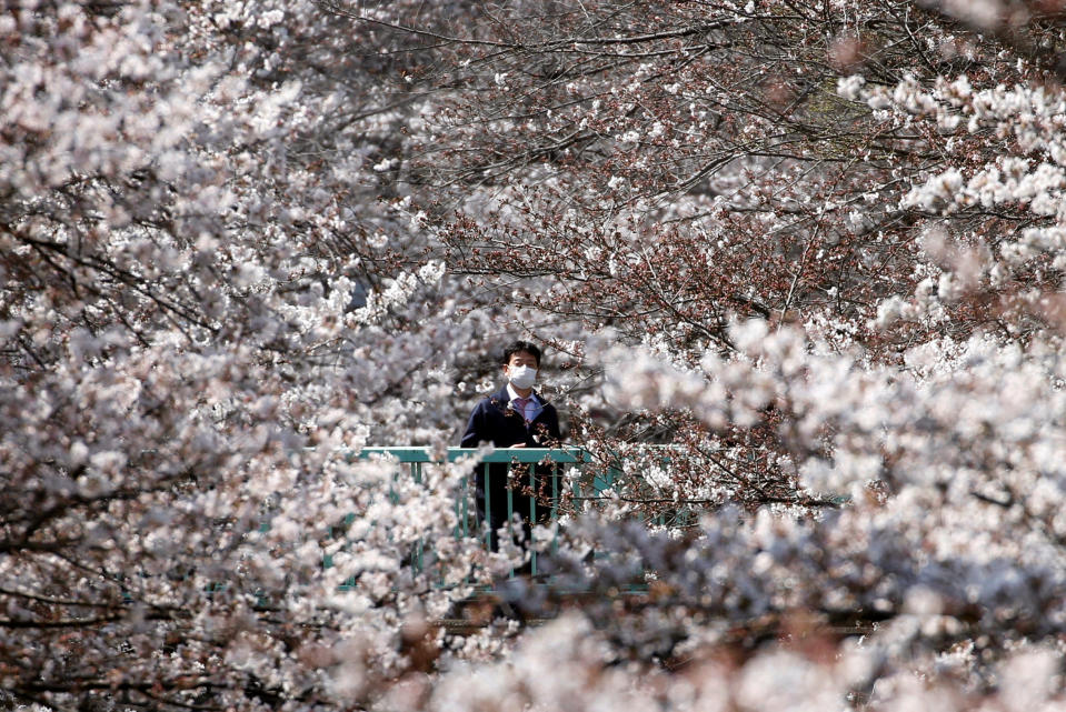 Un hombre contempla los cerezos en flor en Tokio (Japón) el 27 de marzo. (Foto: Issei Kato / Reuters).