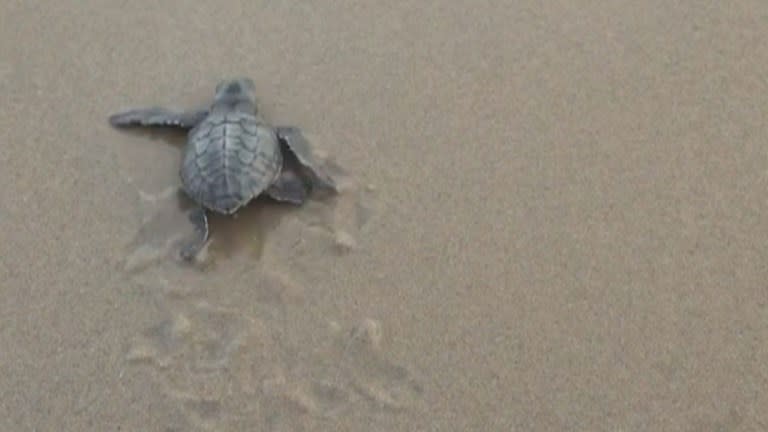 Arenas de playa más calientes, producto de su contaminación con microplásticos, pueden producir que nazcan más tortugas marinas hembre que machos. (AFP)