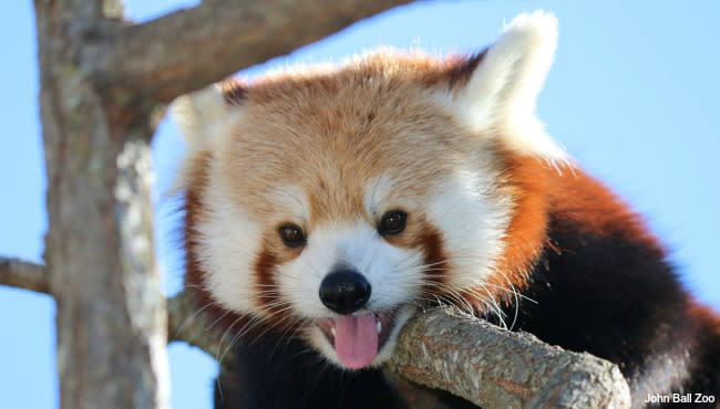 Wyatt red panda john ball zoo 1_364902