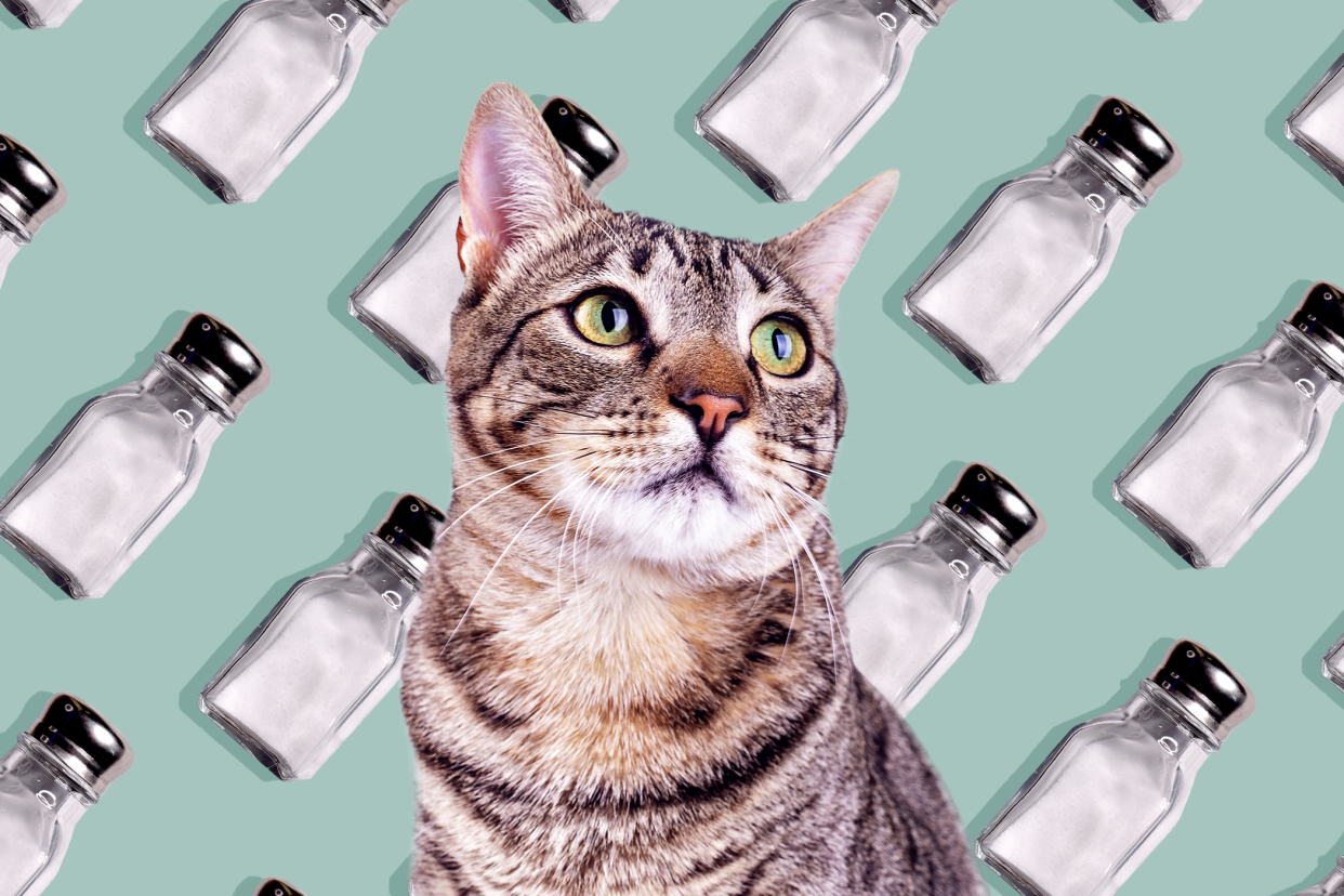 cat with a background pattern of salt shakers; can cats have salt?