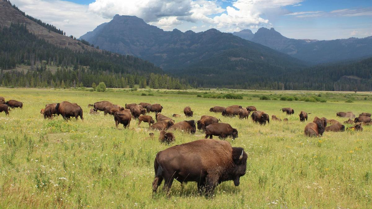 Austin Adventures is your Ticket to a Stress-Free Yellowstone Adventure