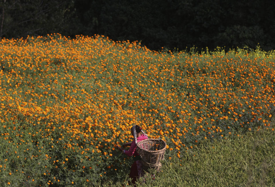 A Nepalese woman picks marigold flowers to make garlands to sell for the upcoming Tihar festival on the outskirts of Kathmandu, Nepal, Tuesday, Nov. 2, 2021. Millions of people across Asia are celebrating the Hindu festival of Diwali, which symbolizes new beginnings and the triumph of good over evil and light over darkness. The festival is marked as Tihar, also known as Deepawali, in neighboring Nepal. There, the five-day celebrations began Tuesday and people thronged markets and shopped for marigold flowers, which hold huge cultural significance during the festival. (AP Photo/Niranjan Shrestha)