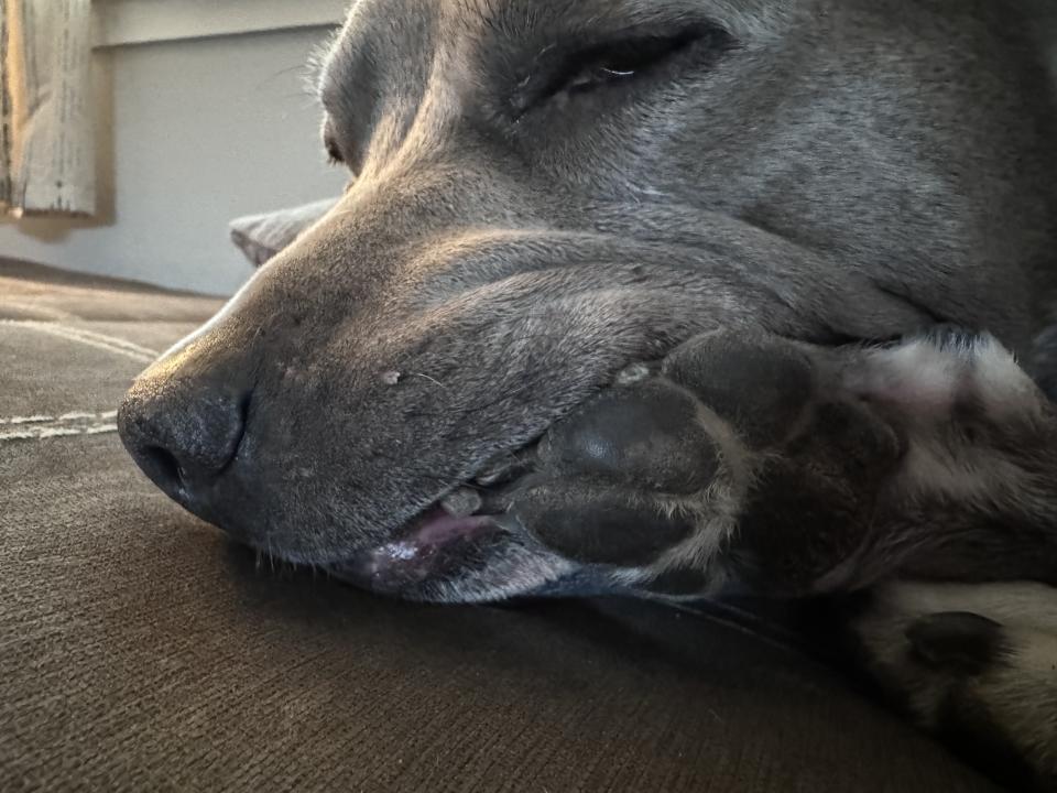 Close-up of a resting dog with its paw in  its mouth