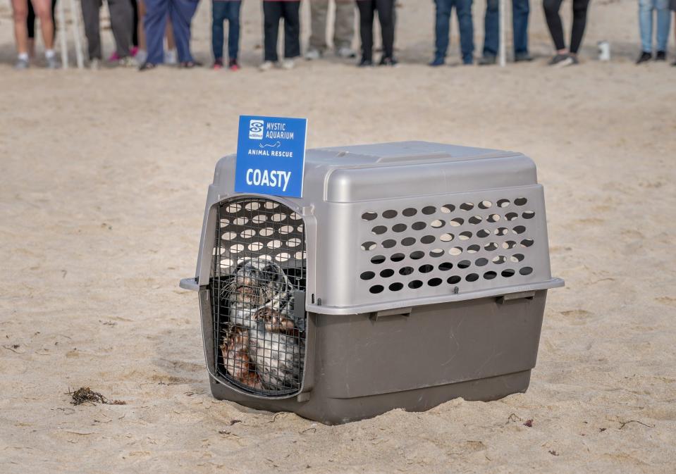 Coasty waits to be released from a carrier at Blue Shutters Beach in Charlestown.