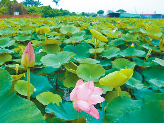 台南市白河區正值蓮花開花期，久違的甘霖讓農民笑開懷。（張毓翎攝）