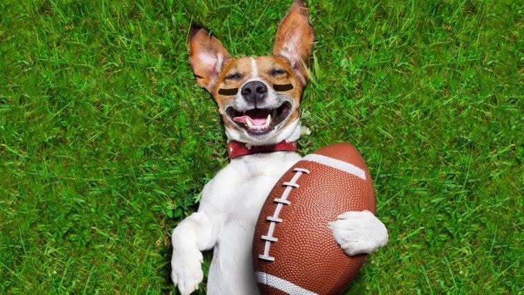 11 Dogs With Special Needs to Compete in 2023 Puppy Bowl