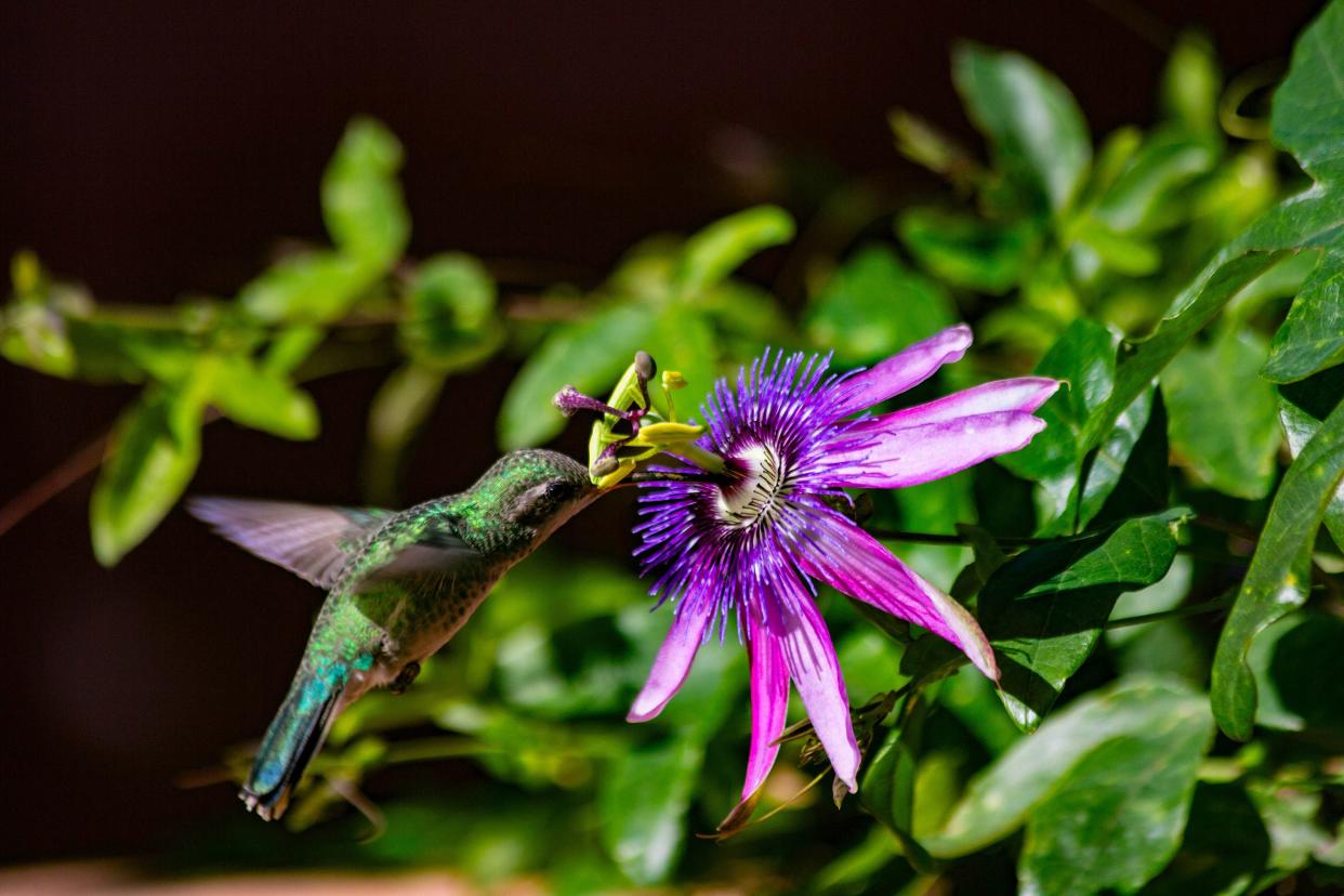 Hummingbird feeding on flowers, Arizona