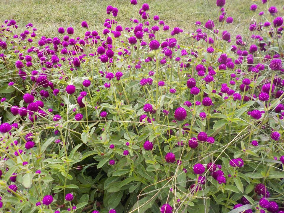 Gomphrena is great in the garden and as a cut or dried flower.