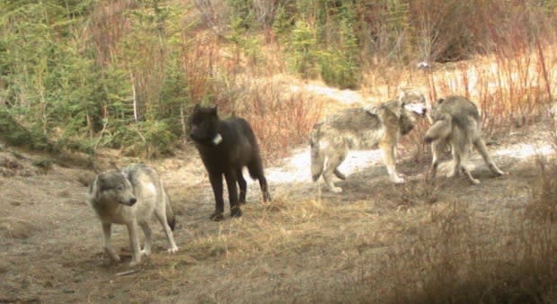 Parks Canada/Canadian Press