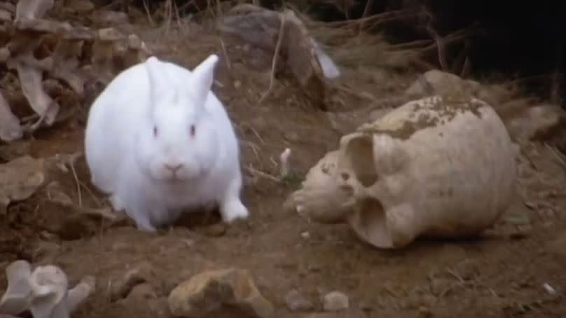 The Rabbit of Caerbannog